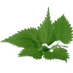kopriva_list